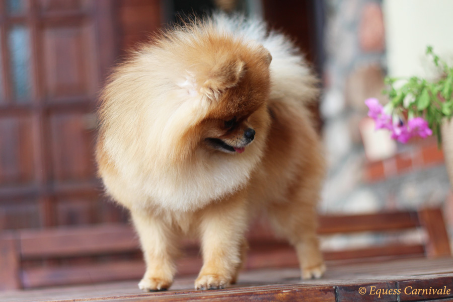 pomeranian pozujący do zdjęcia
