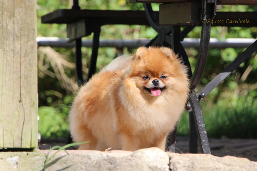 pomeranian