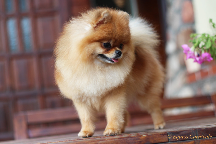 pomeranian - suczka