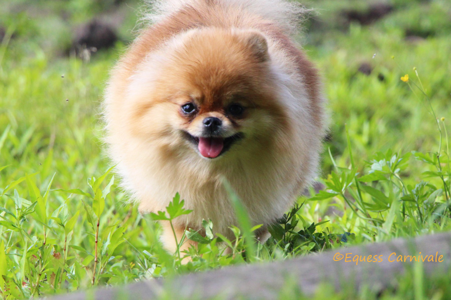biegnący pomeranian