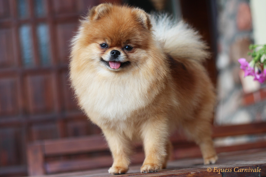 pomeranian, suczka pozująca do zdjęćia