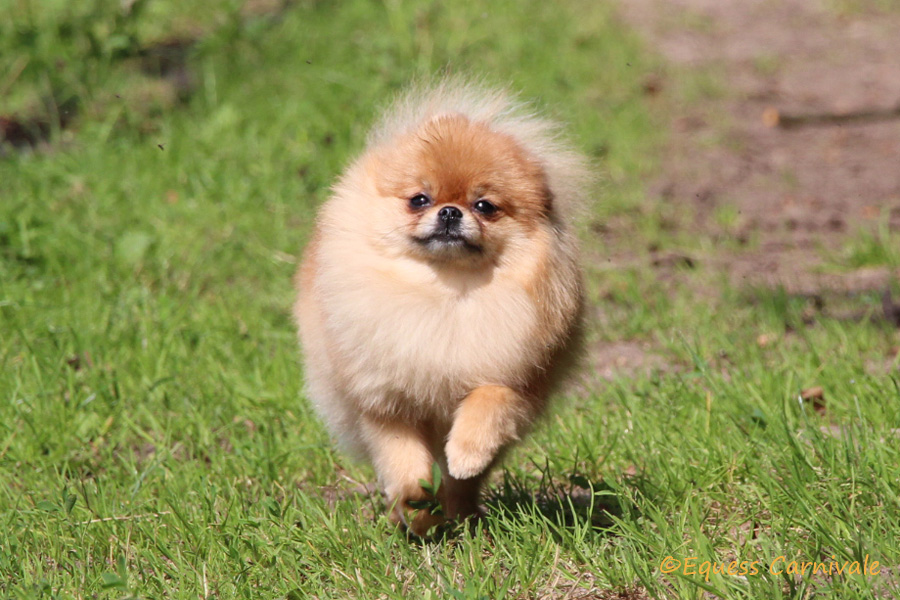 pomeranian na trawie