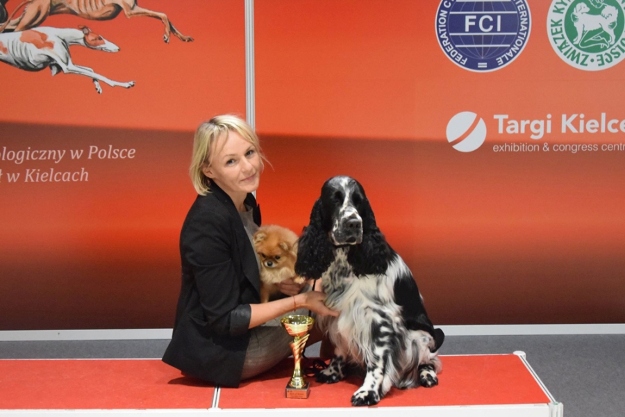 pomeranian i springer spaniel angielski na wystawie