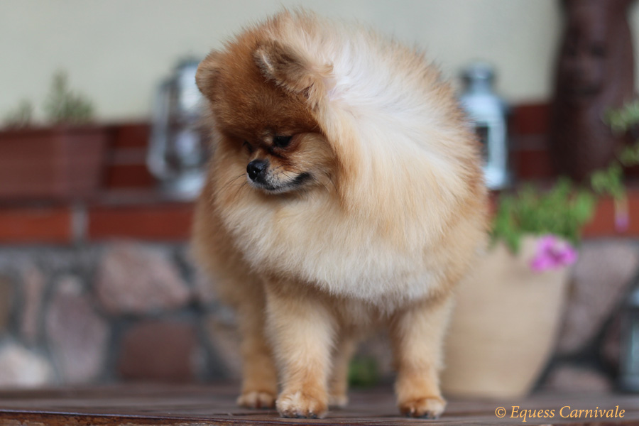 pomeranian na tle kwiatów