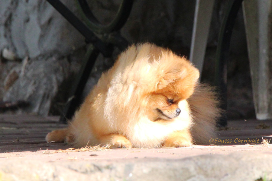 pomeranian odpoczywający po spacerze