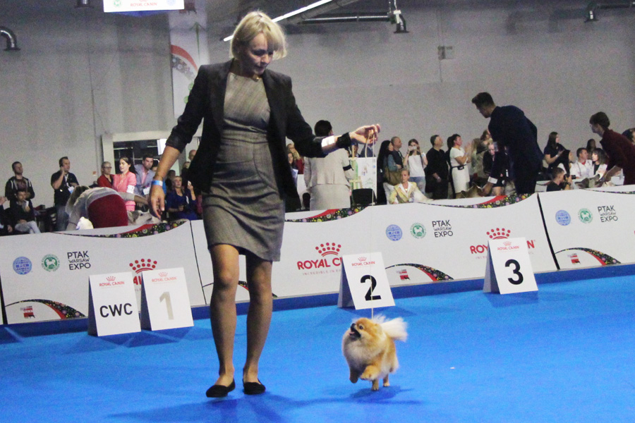 pomeranian na wystawie europejskiej 2018