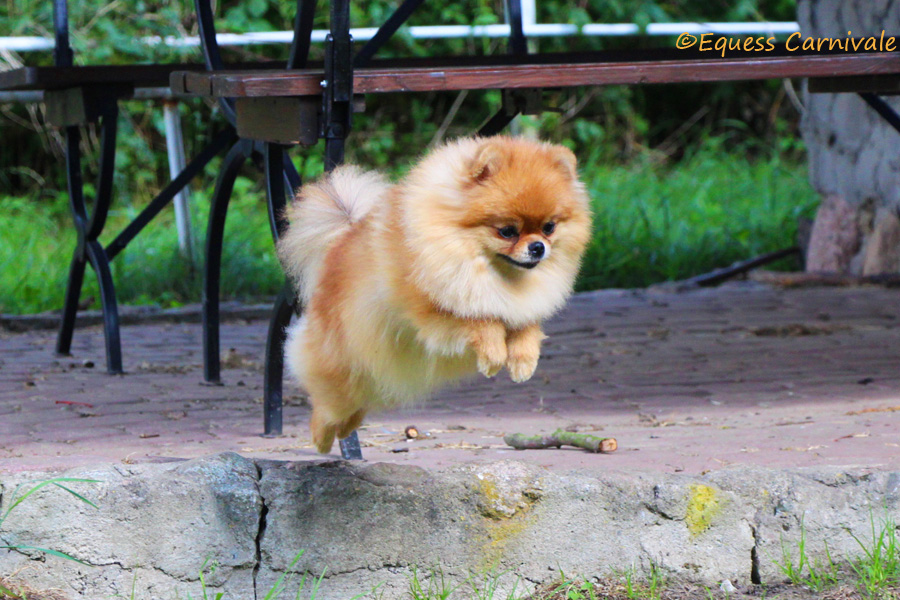 pomeranian w skoku