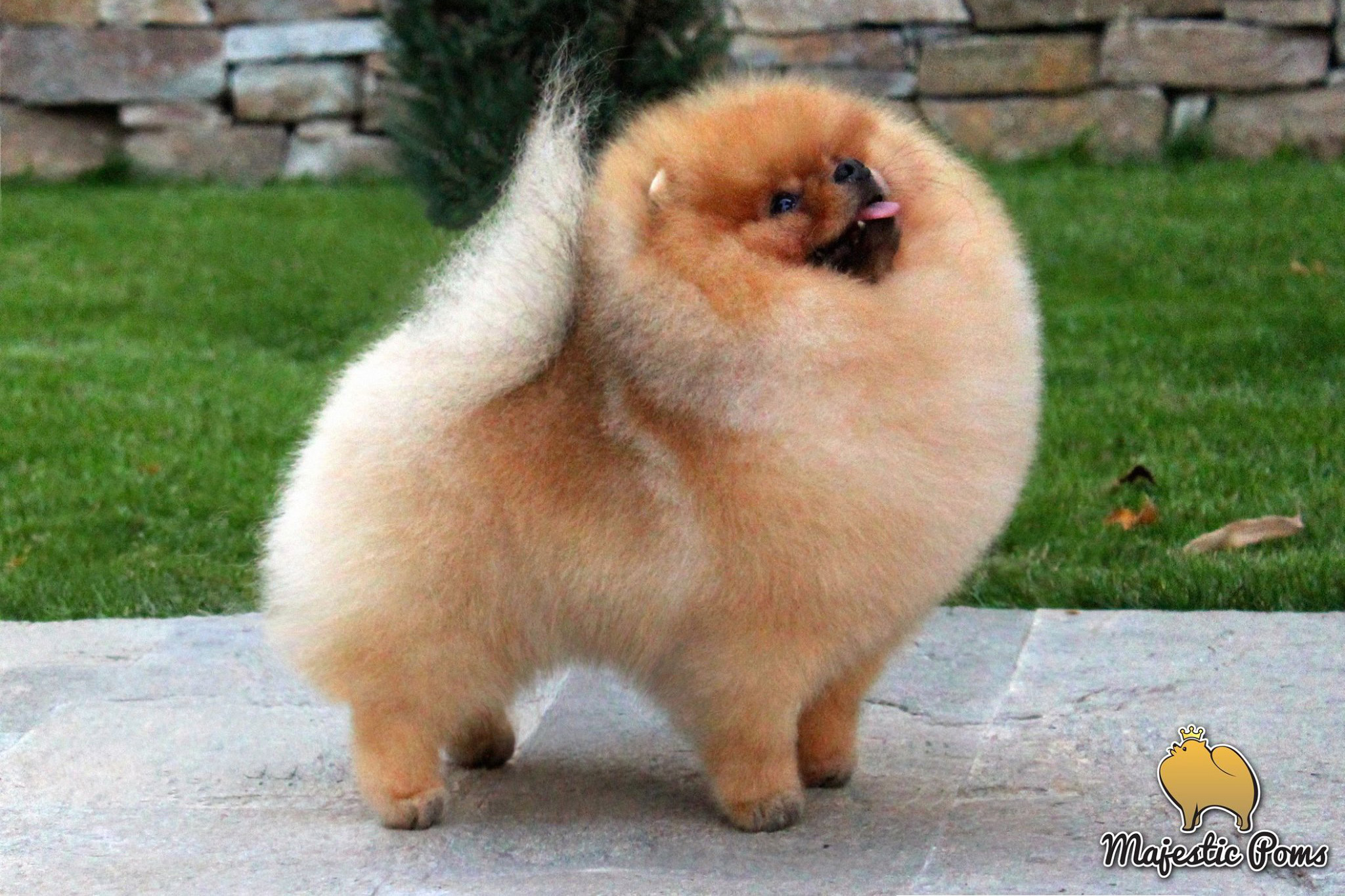 pomeranian, samiec w pozycji wystawowej
