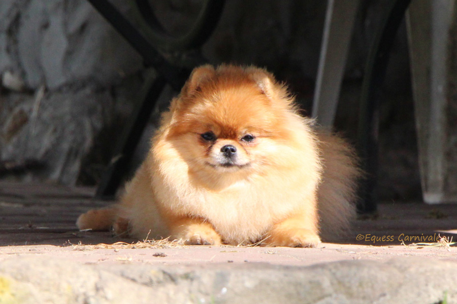 pomeranian odpoczywa na słońcu
