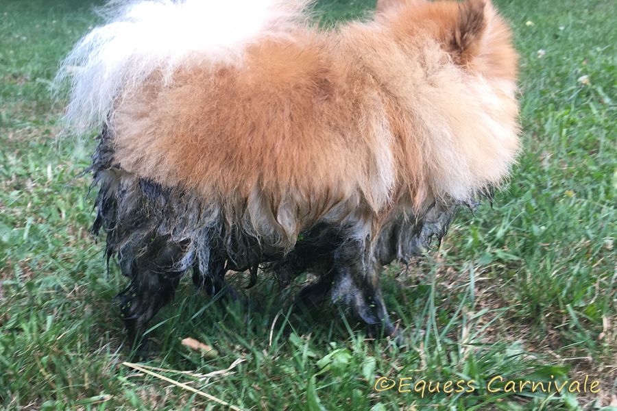 pomeranian po wyjściu z błota