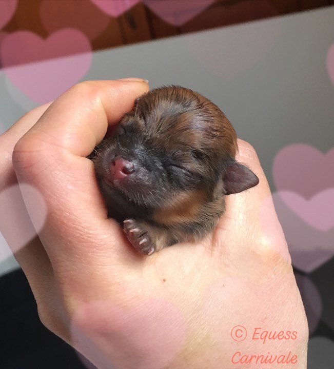 pomeranian newborn puppy