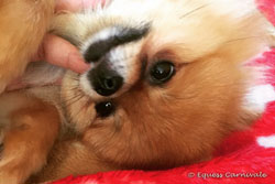 pomeranian podczas zabawy