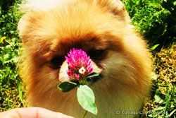 pomeranian wąchający kwiat
