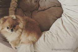 pomeranian na legowisku