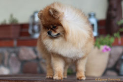 pomeranian wzorzec rasy fci