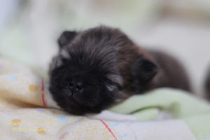 szczeniak-pomeranian-11 szczeniak-pomeranian-11