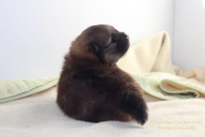 szczeniak-pomeranian-5 szczeniak-pomeranian-5