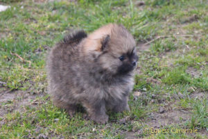pomeranian-szczeniak3 pomeranian-szczeniak3