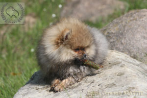 pomeranian-na-kamieniu-4 pomeranian-na-kamieniu-4