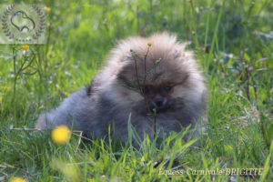 pomeranian-w-trawie-2 pomeranian-w-trawie-2