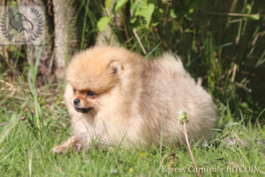 pomeranian-w-trawie-3 pomeranian-w-trawie-3