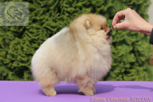 pomeranian miotB piesek2 pomeranian miotB piesek2