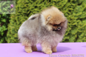 pomeranian-miotB-suczka pomeranian-miotB-suczka