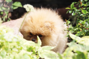 pomeranian szczenię1 pomeranian szczenię1