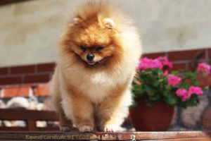 pomeranian-bitcoin1 pomeranian-bitcoin1
