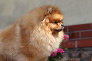 pomeranian-bitcoin2 pomeranian-bitcoin2