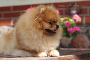 pomeranian-bitcoin3 pomeranian-bitcoin3