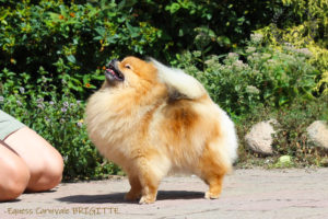 pomeranian-brigitte1 pomeranian-brigitte1