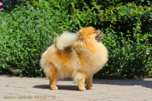 pomeranian-brigitte2 pomeranian-brigitte2