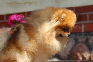 pomeranian-brigitte4 pomeranian-brigitte4