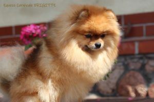 pomeranian-brigitte5 pomeranian-brigitte5