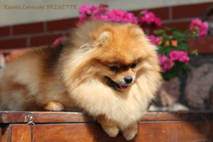 pomeranian-brigitte6 pomeranian-brigitte6