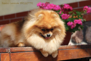 pomeranian-brigitte7 pomeranian-brigitte7