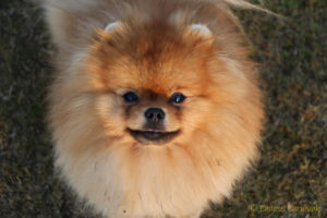 pomeranian-głowa pomeranian-głowa