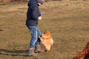 pomeranian-i-dziecko1 pomeranian-i-dziecko1