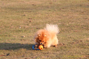 pomeranian-i-pilka pomeranian-i-pilka