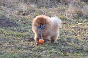 pomeranian-i-pilka2 pomeranian-i-pilka2