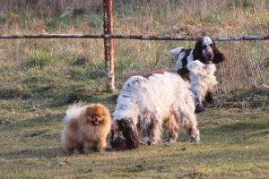 pomeranian-i-springer-spaniele-angielskie pomeranian-i-springer-spaniele-angielskie
