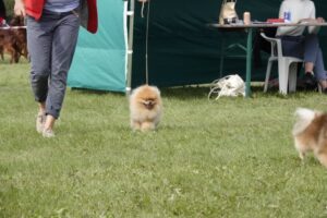 pomeranian-Bitcoin3 pomeranian-Bitcoin3