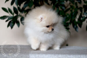 pomeranian-Polli1 pomeranian-Polli1