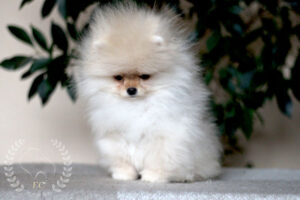 pomeranian-Polli2 pomeranian-Polli2