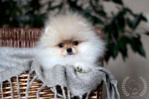 pomeranian-Polli3 pomeranian-Polli3