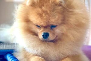 pomeranian-botcoin2 pomeranian-botcoin2