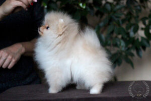 pomeranian-pillow1 pomeranian-pillow1