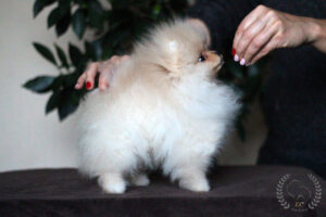 pomeranian-pillow2 pomeranian-pillow2