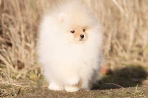 pomeranian-pilora1 pomeranian-pilora1